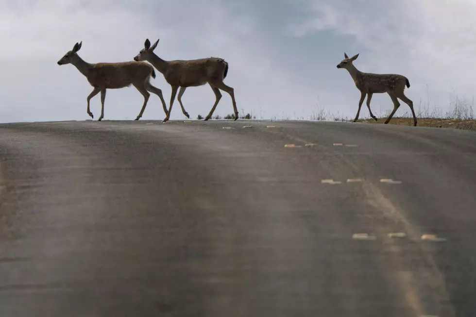 Three whitetail deer cross a paved road at the top of a hill.