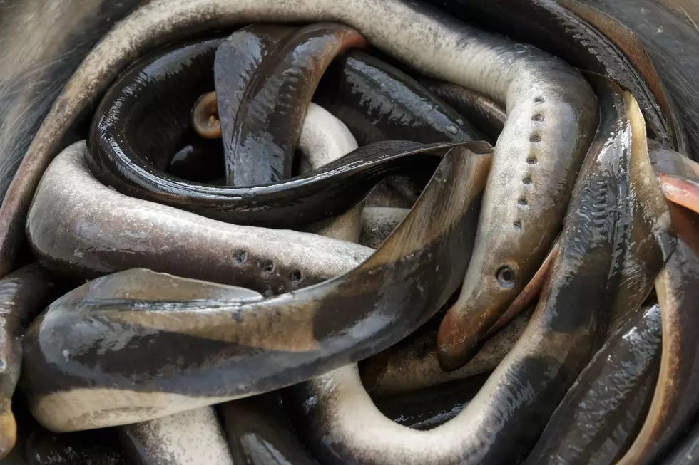 Sea lampreys prey upon Michigan's natural species, devastating populations since they first appeared.