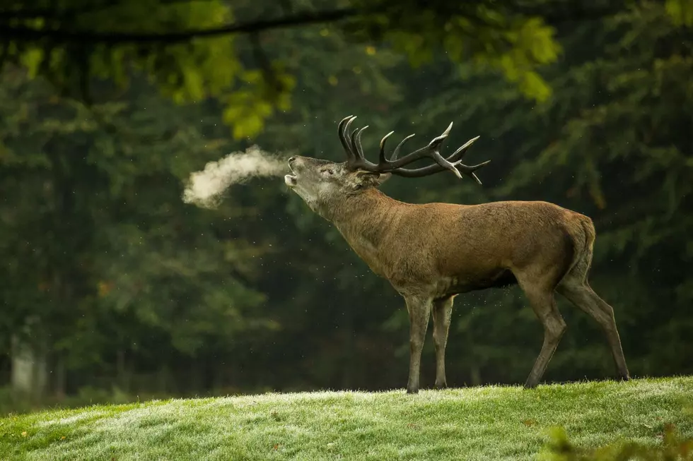 An elk bugles on the edge of a forest.