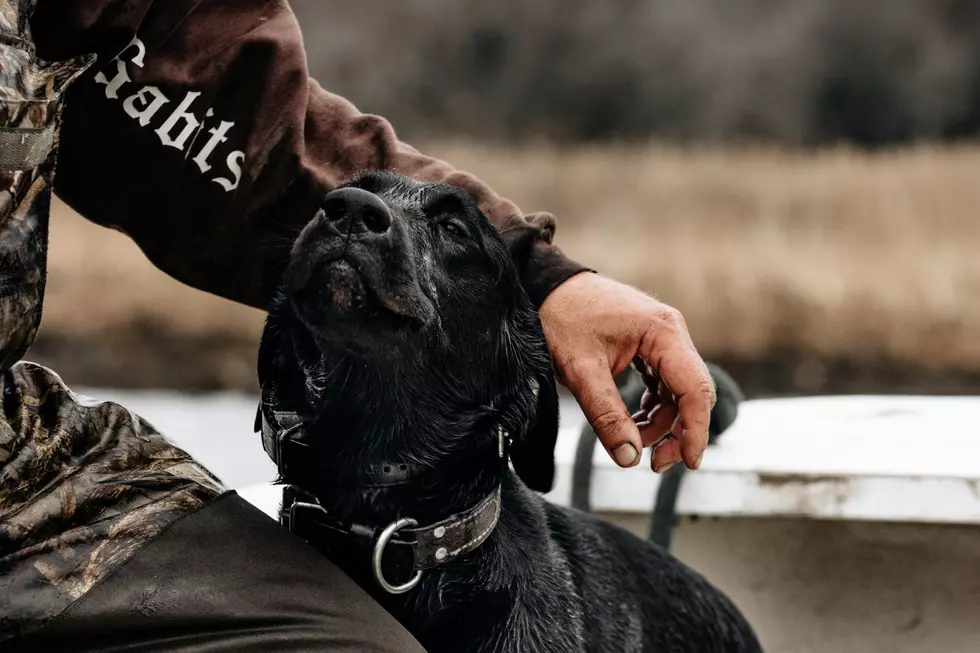 A black lab getting attention from his owner, wearing camouflage in the field.