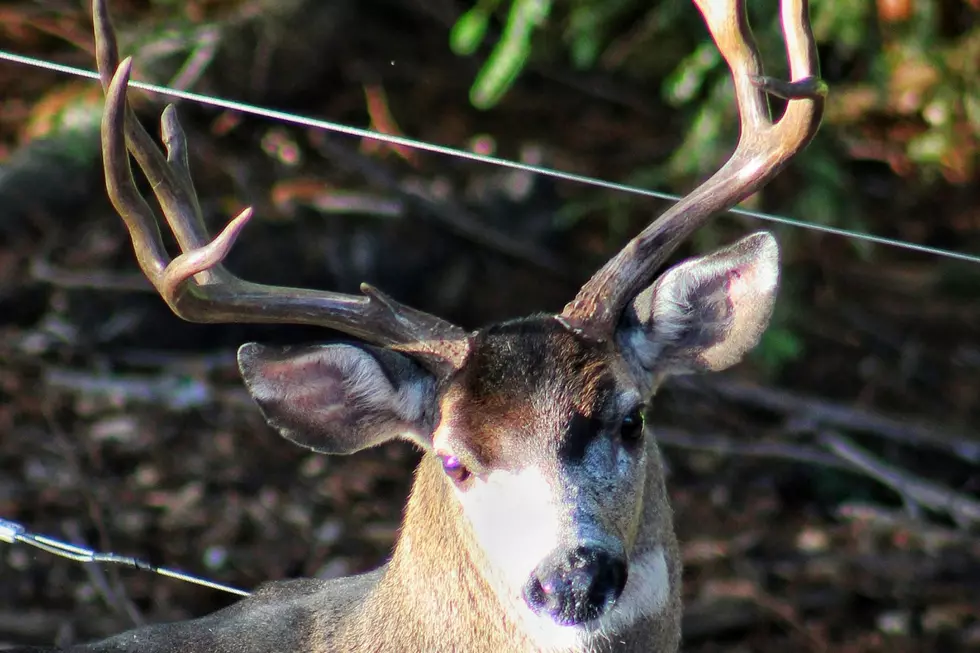 An antlered whitetail deer laying in the brush.