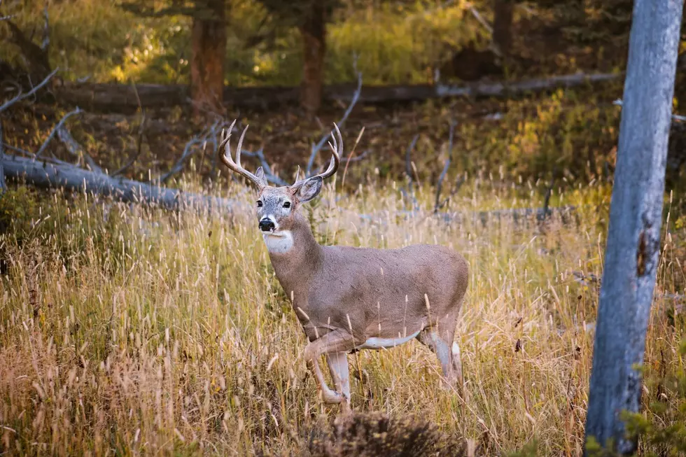 A whitetail buck is seen standing in tall grass in a forest clearing.