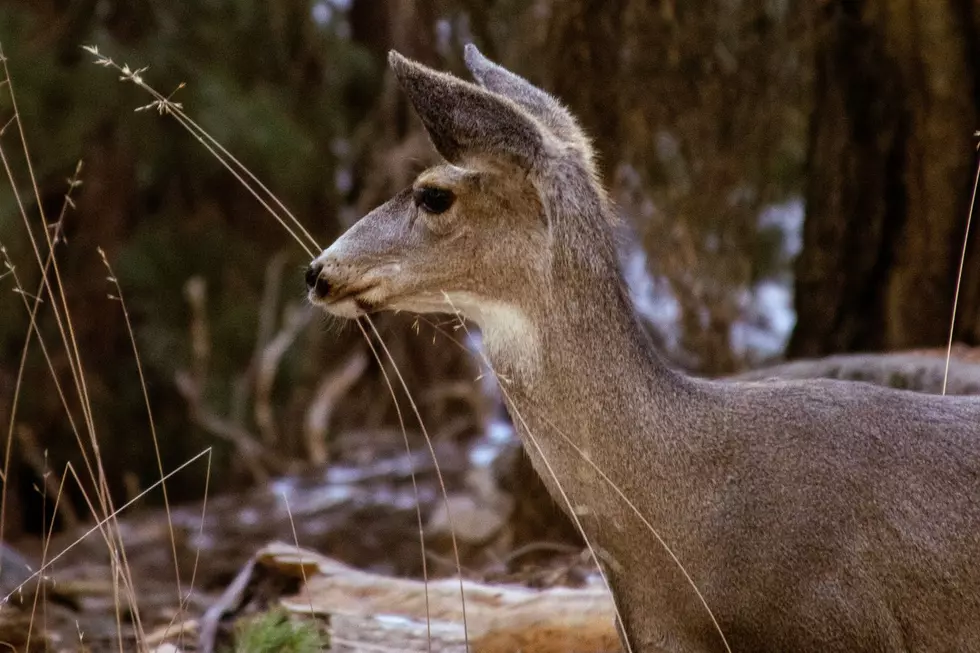 A whitetail doe walking through the woods.