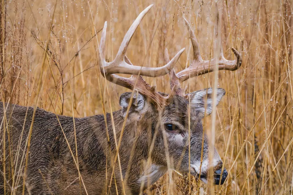 A whitetail buck stands in tall brown grass.