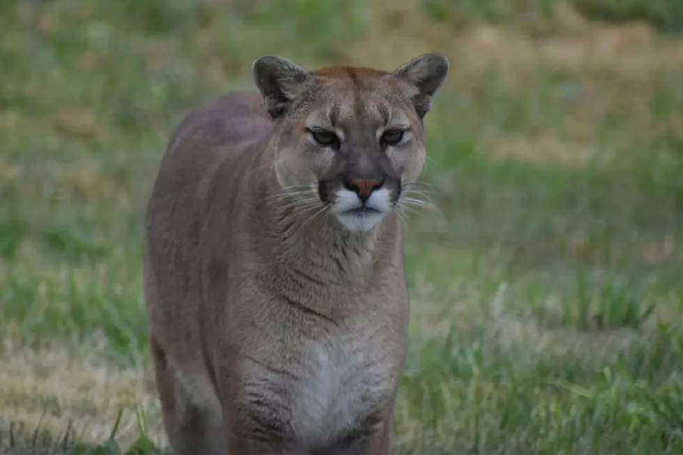 A mountain lion (or cougar) is spotted in a grassy field.