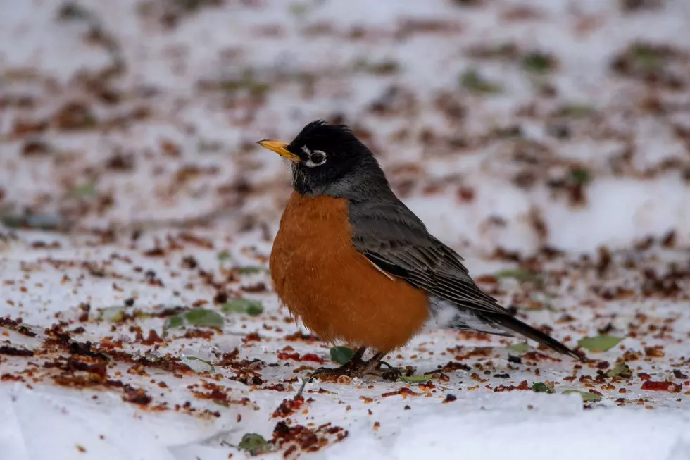An American Robin stands upon snow