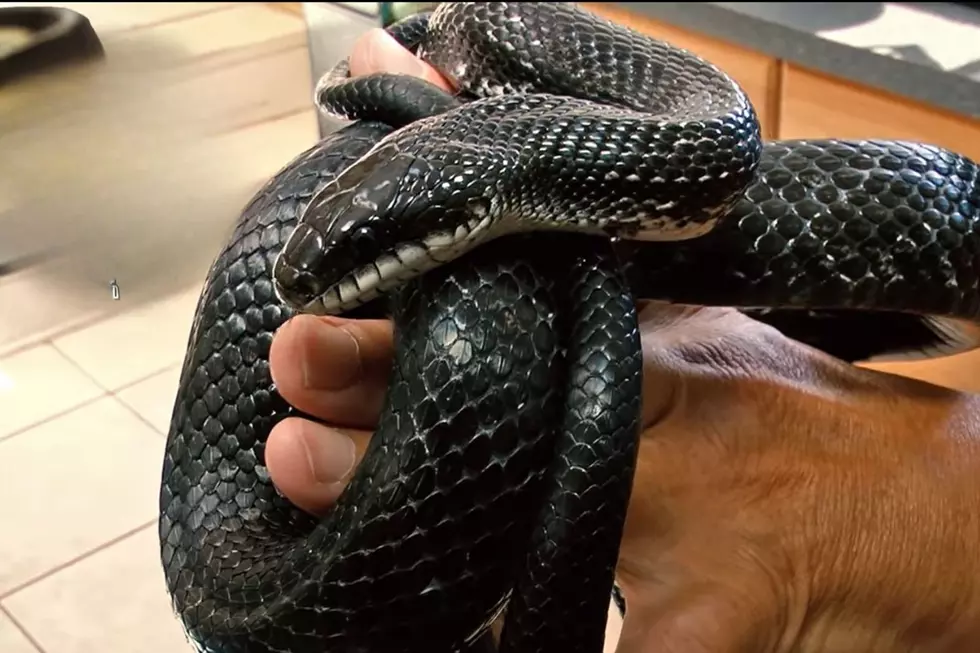 Your Guide to Michigan’s 18 Snake Species: Know Your Nope Ropes