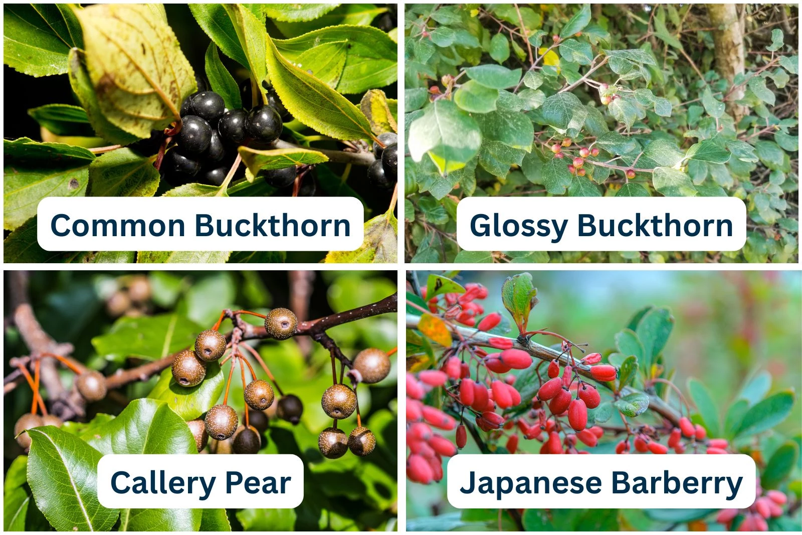 帰蝶　SSP Michigan Adds Six New Plants to Invasive Species List