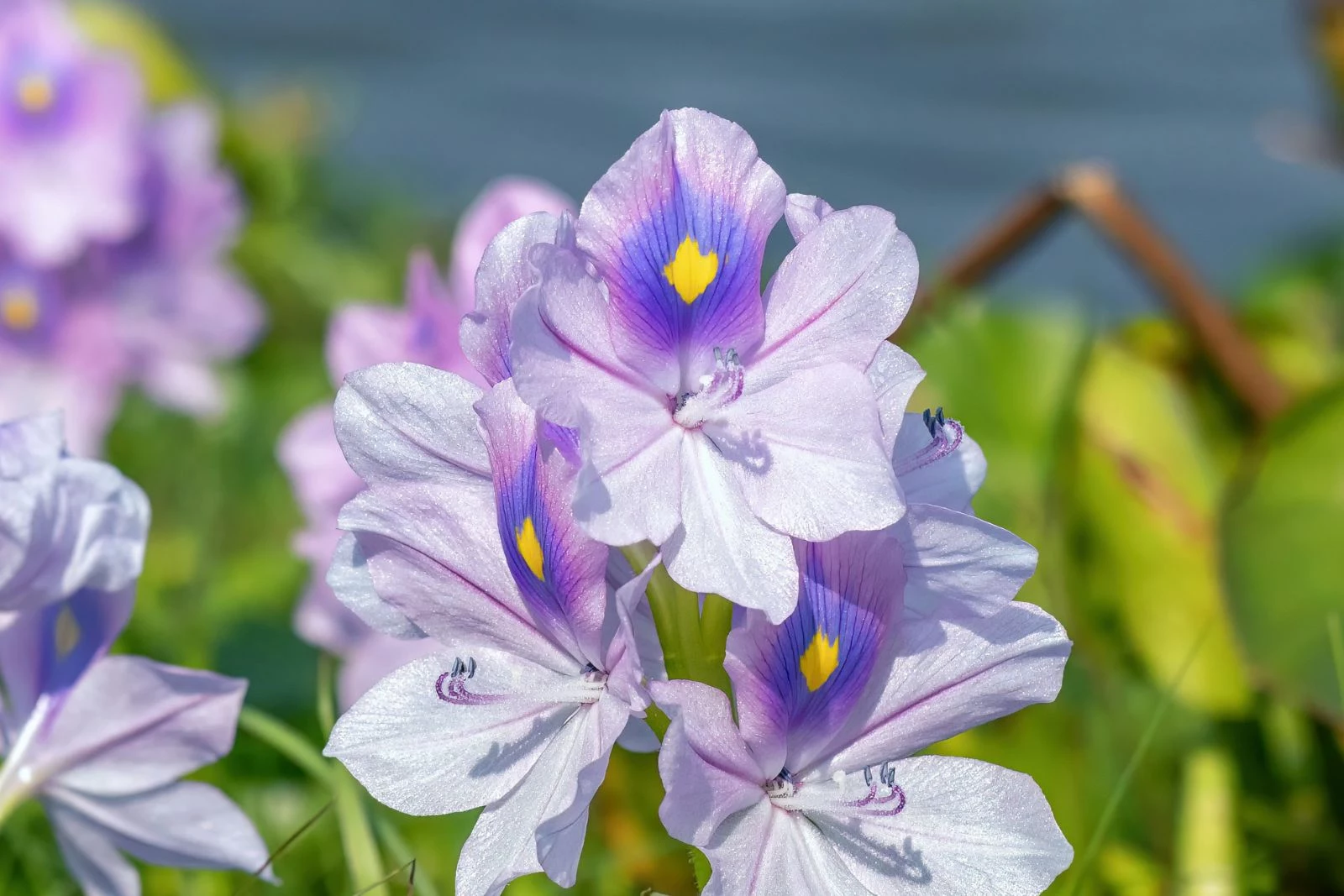 Michigan Adds Six New Plants to Invasive Species List