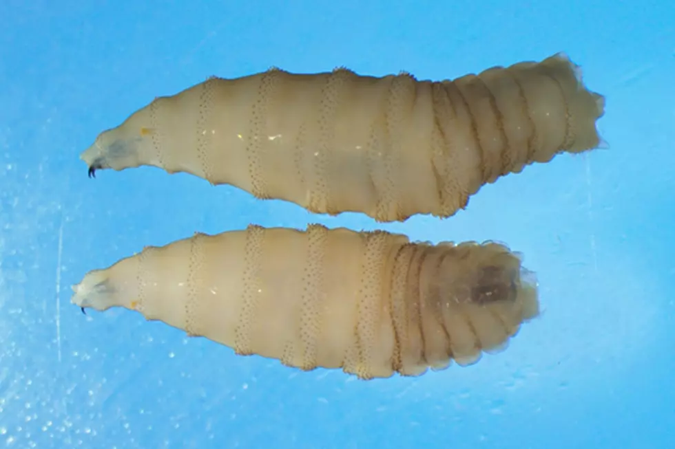 Michigan Officials Sound Alarm Over Flesh-Eating Parasite Threat
