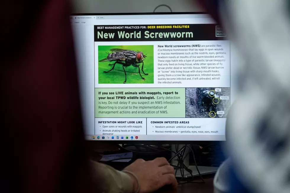New World screwworm infestations have been confirmed in other states, leading Michigan to tighten transport reguations.