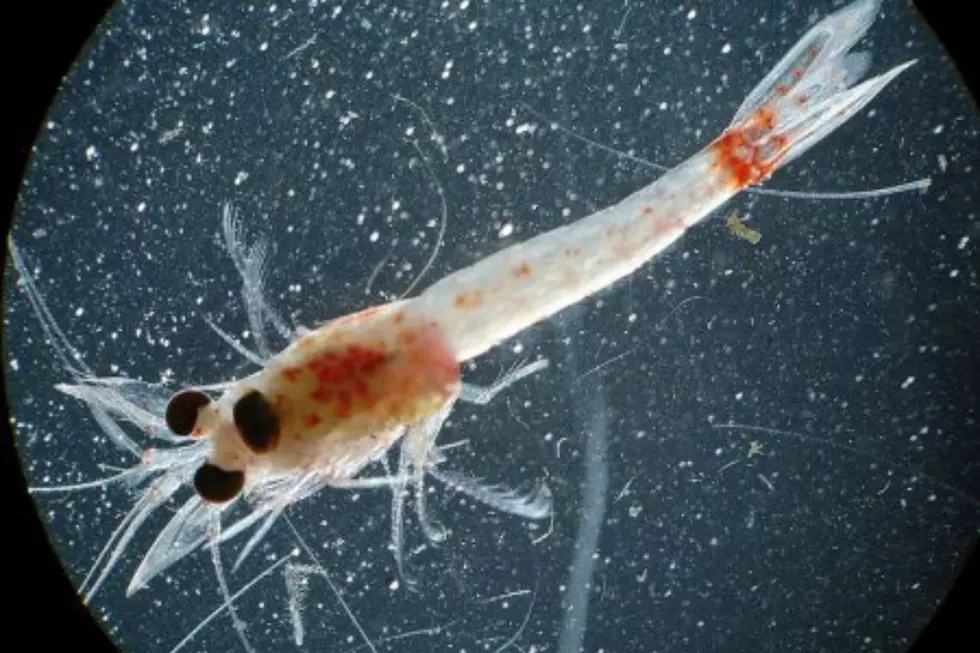 Bloody Red Shrimp Have Now Invaded All 5 Great Lakes