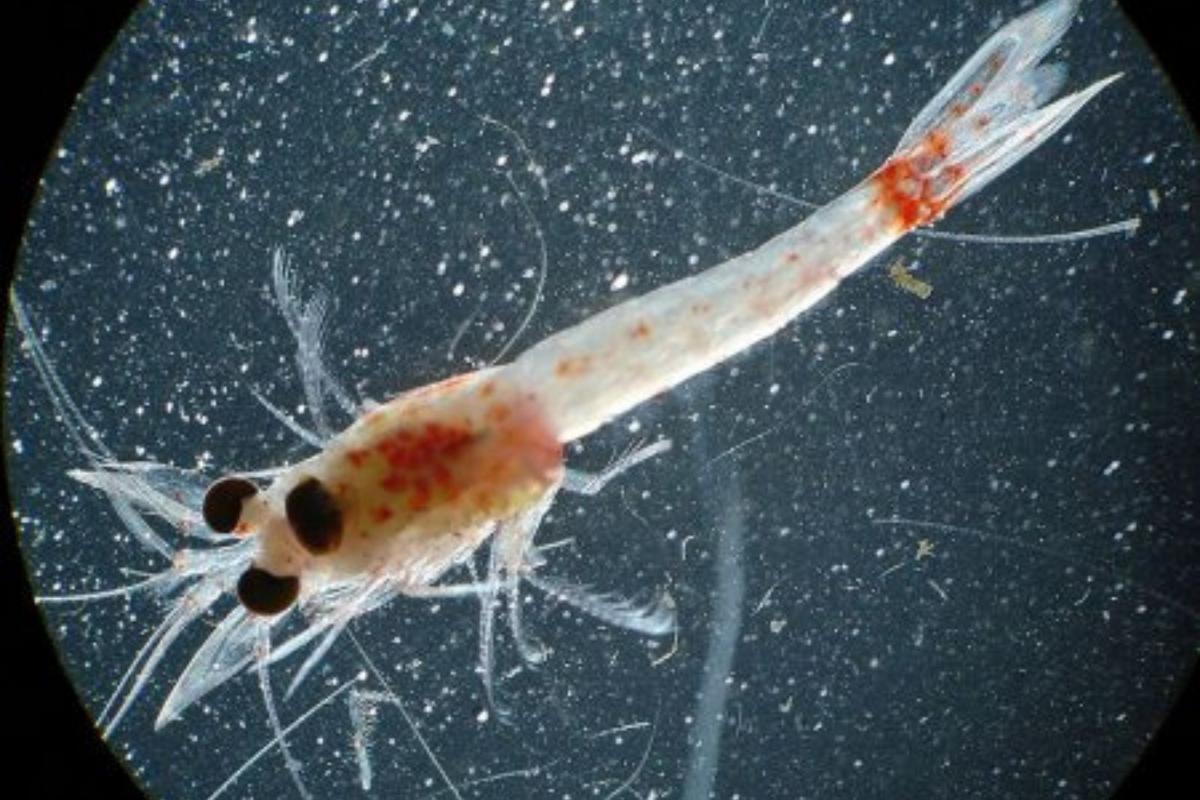 Bloody Red Shrimp Have Now Invaded All 5 Great Lakes