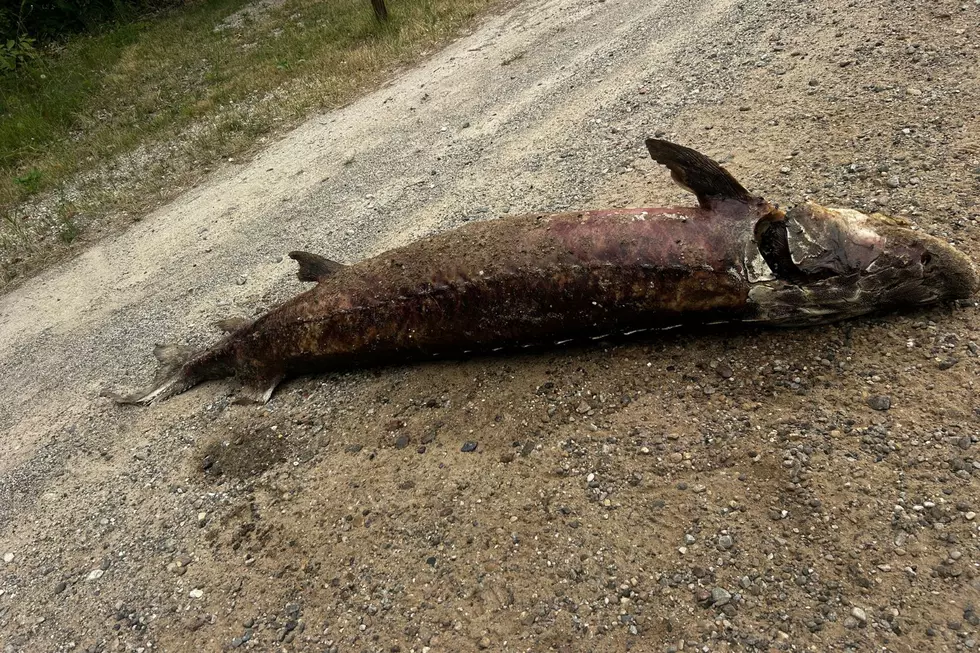 Michigan DNR Investigates What May Be the State’s Oddest Roadkill Ever