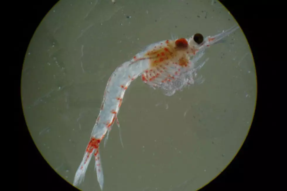 The bloody red shrimp seen up close.