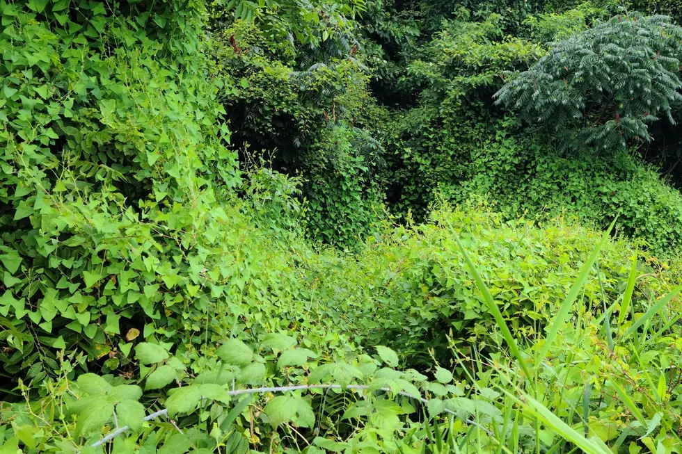Invasive Vine That Grows 6 Inches a Day Found in Michigan