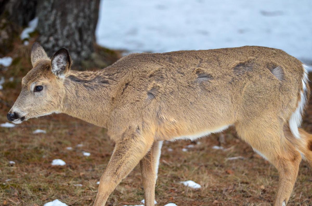 Michigan Whitetail Herd Takes Another Hit in the Upper Peninsula