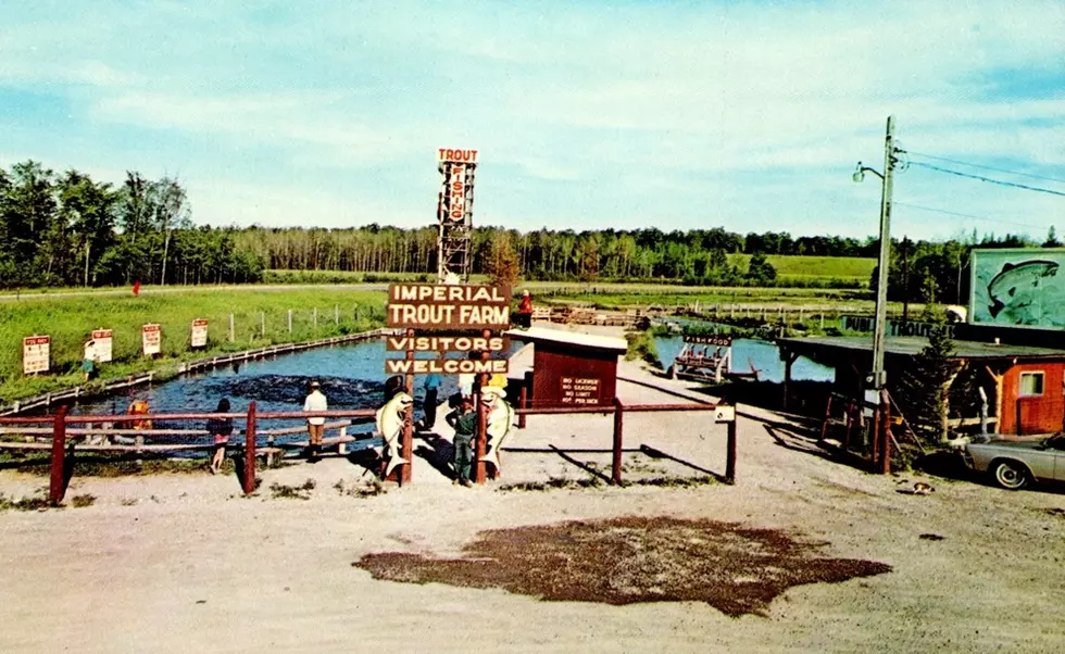 The Old Imperial Trout Farm, Indian River: Now a Parking Lot