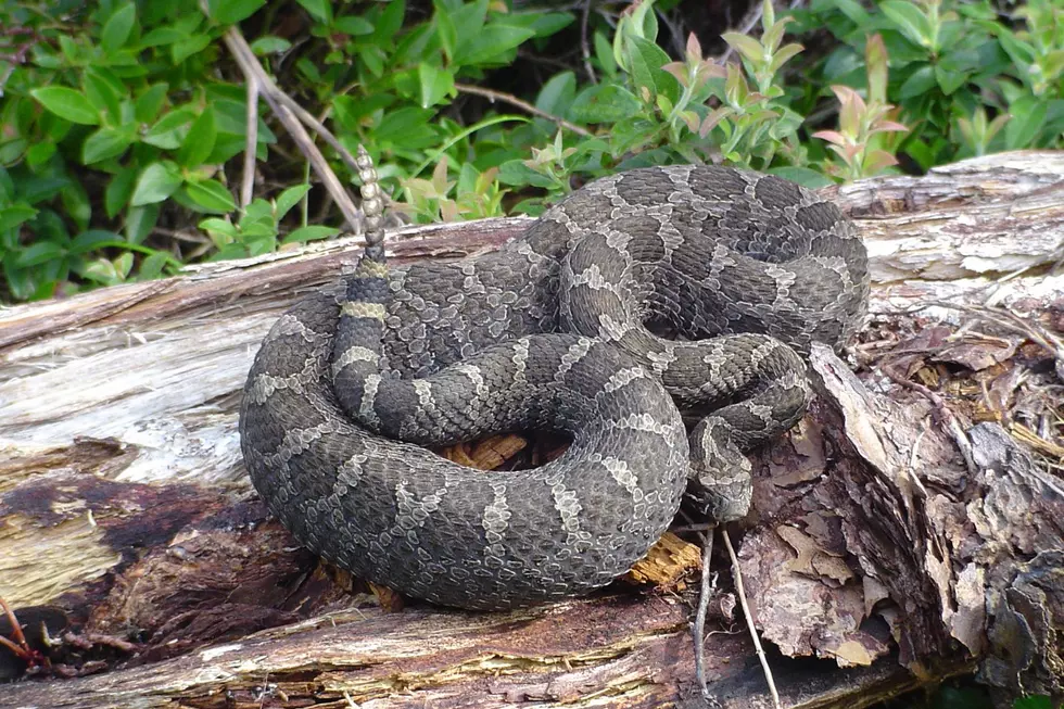 A look at Michigan's only venomous snake, the eastern massasauga rattlesnake.