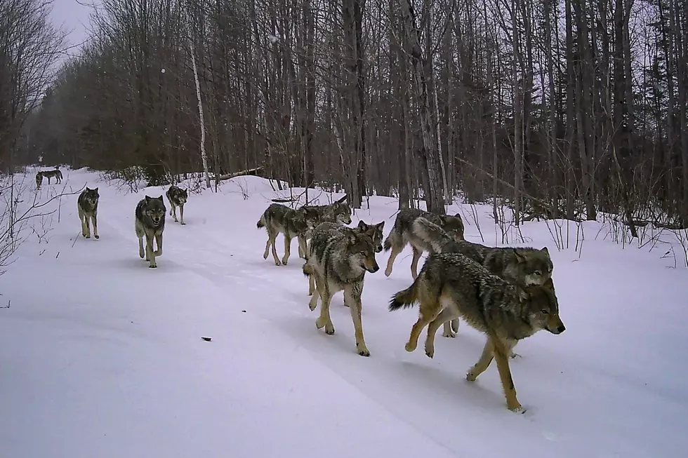 How Many Wolves Live in Michigan? DNR Estimate Revealed