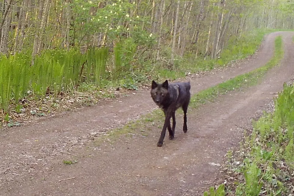 A black gray wolf captured on an Upper Peninsula trail camera in May of 2024.