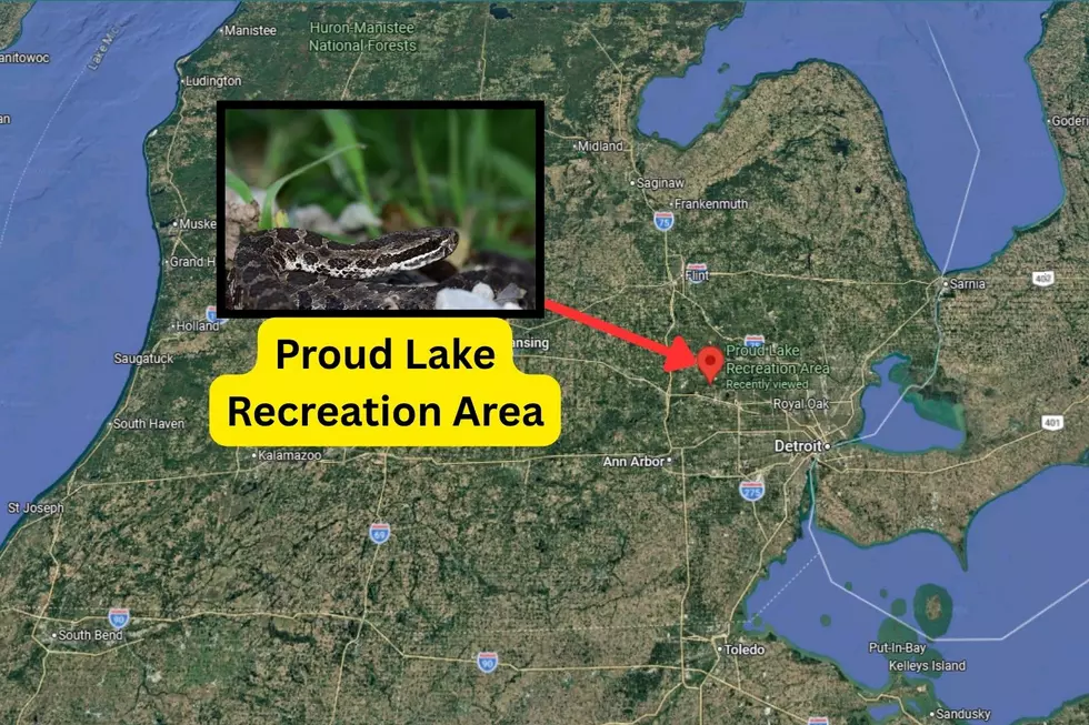 A Google Earth screenshot with a red arrow pointing and labeling the Proud Lake Recreation area in Michigan, where a man was bitten by an eastern massasauga rattlesnake.