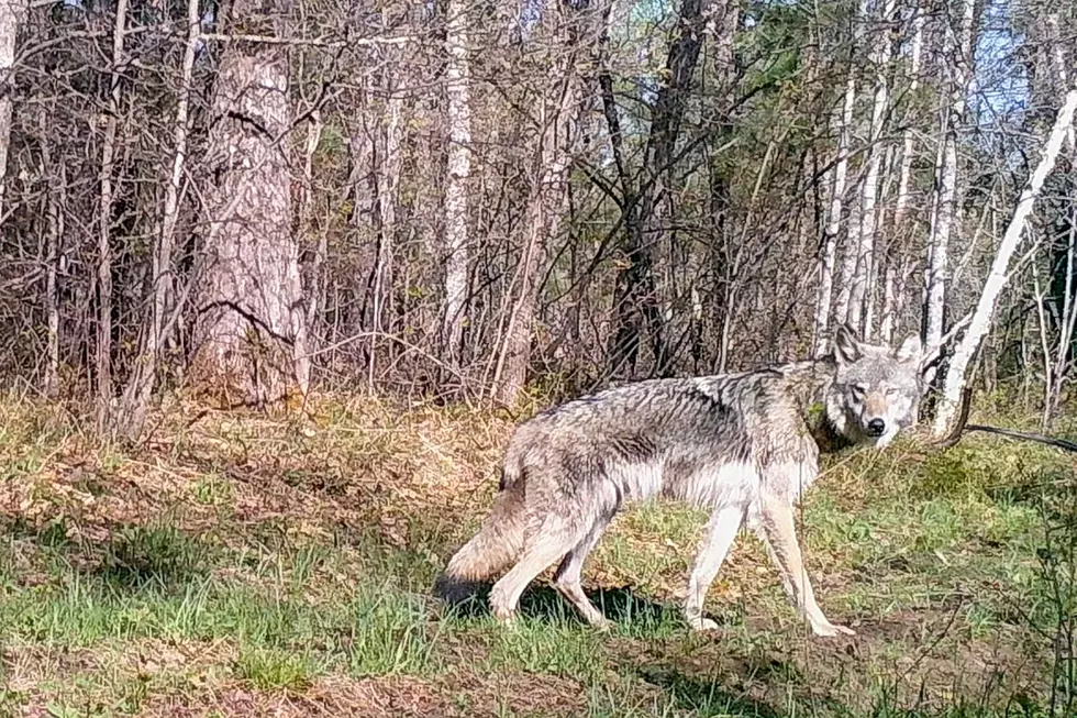 Michigan uses trailcams to get a more accurate estimate of the states wolf population.