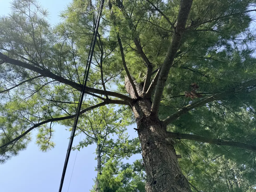 A hammock hangs between two pines trees.