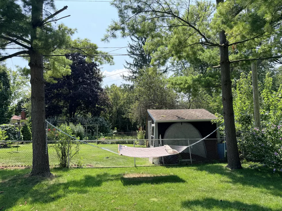 A hammock hangs between two pines trees.