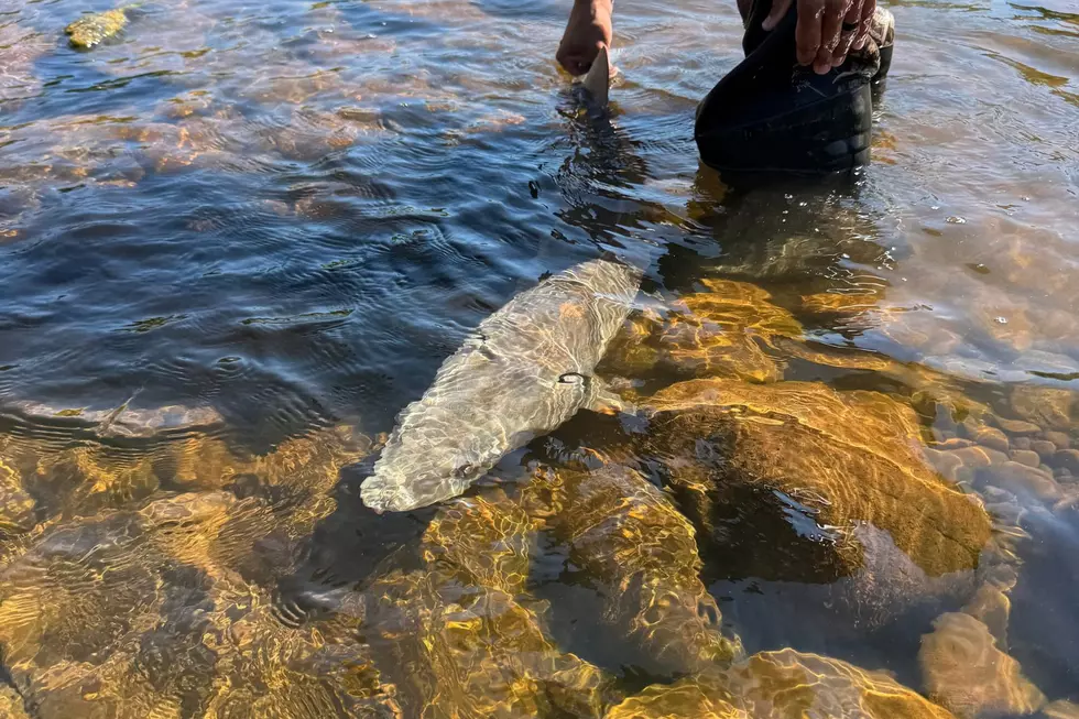 27 Lake Sturgeon Rescued From Michigan’s Ontonagon River