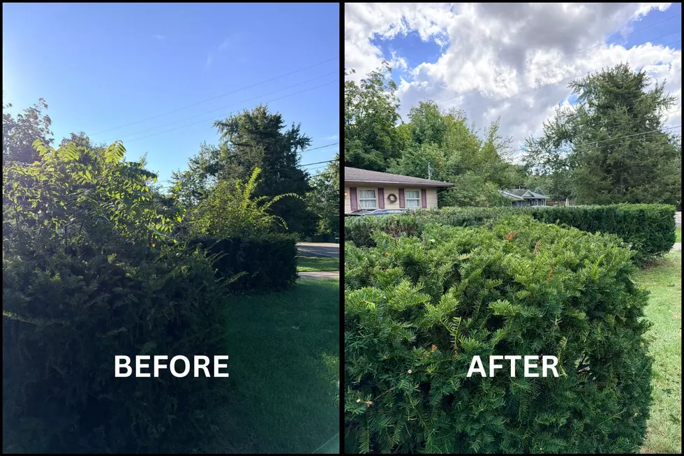 A look at a row of hedges in Michigan before and after the invasive Tree of Heaven had been removed.