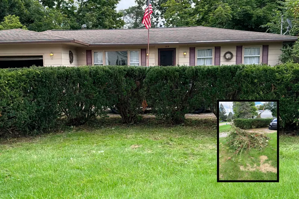 A row of bushes with the Tree of Heaven recently removed, and an inset photo of the pile of brush that came as a result.