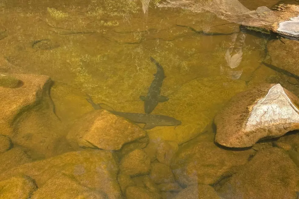 Photo Credit: Michigan Department of Natural Resources