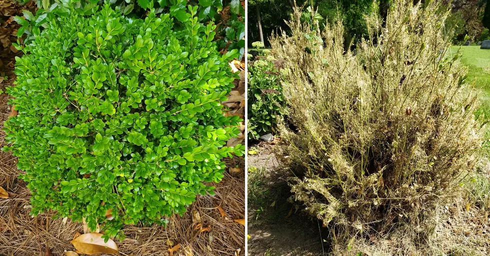 Check Your Boxwoods: Invasive Moth Found in Genesee County