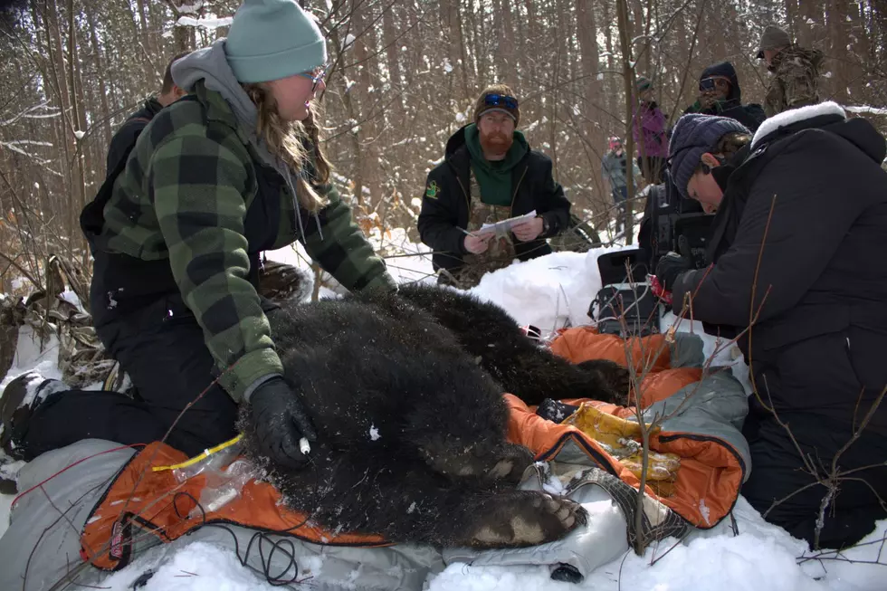 Find a Bear Den in Michigan? The DNR Wants to Know