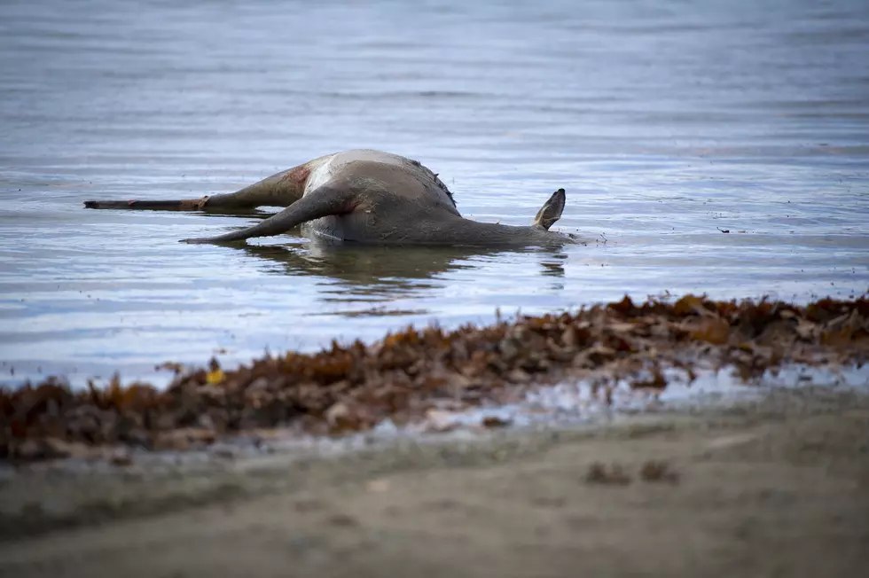 Missing Deer? Michigan’s New EHD Heatmap May Explain Why