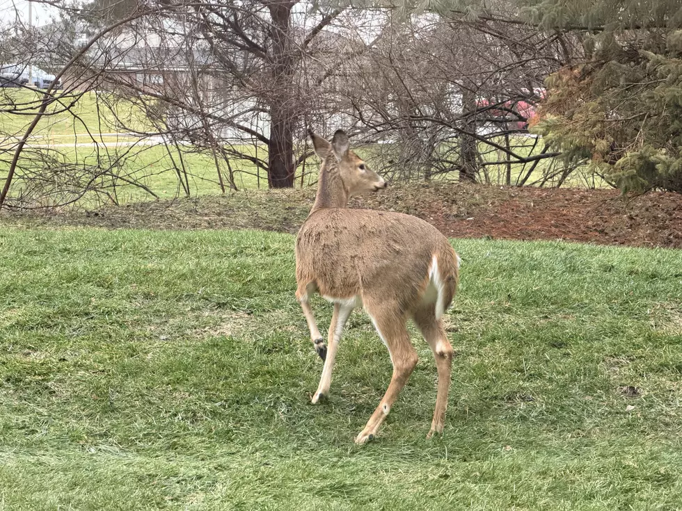 Michigan Deer Harvest Has Tripled in Just Two Weeks