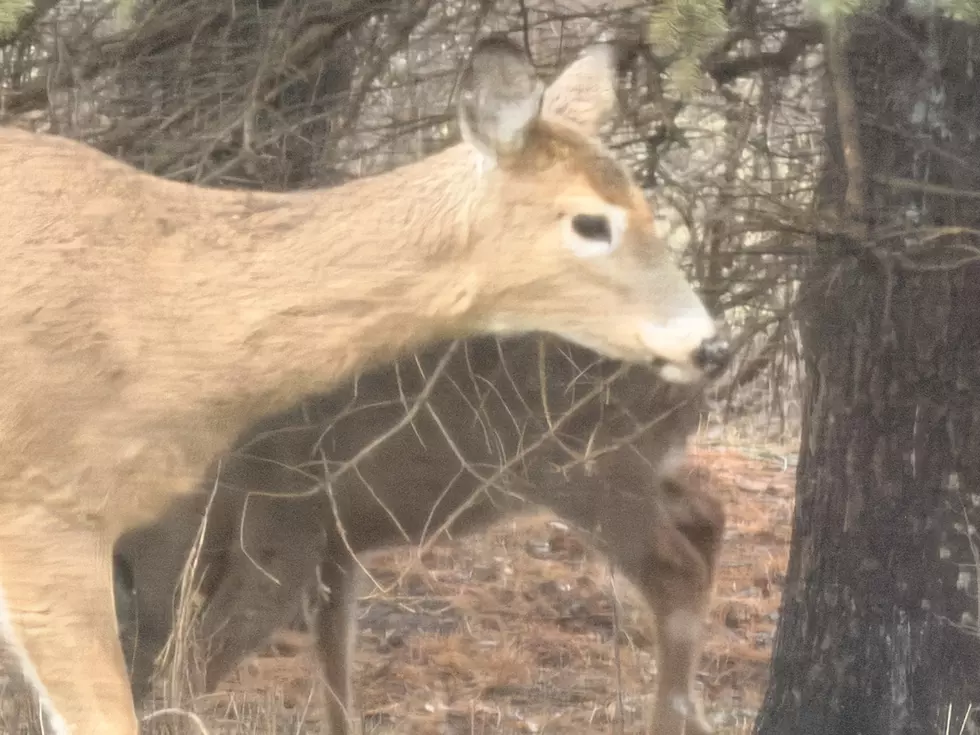Michigan Archery Harvest Doubles in a Week, Bucks Still Dominate