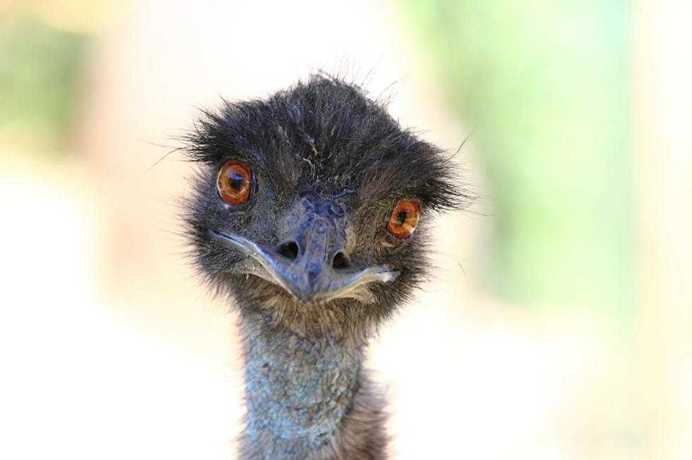 Is Your Emu Missing?  Flightless Australian Bird Meanders Into Shiawassee County Yard