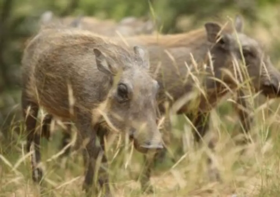 Detroit Zoo Names New Warthogs After Game of Thrones Characters