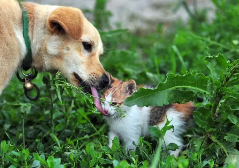 Ingham County Animal Shelter Reducing Adoption Fees