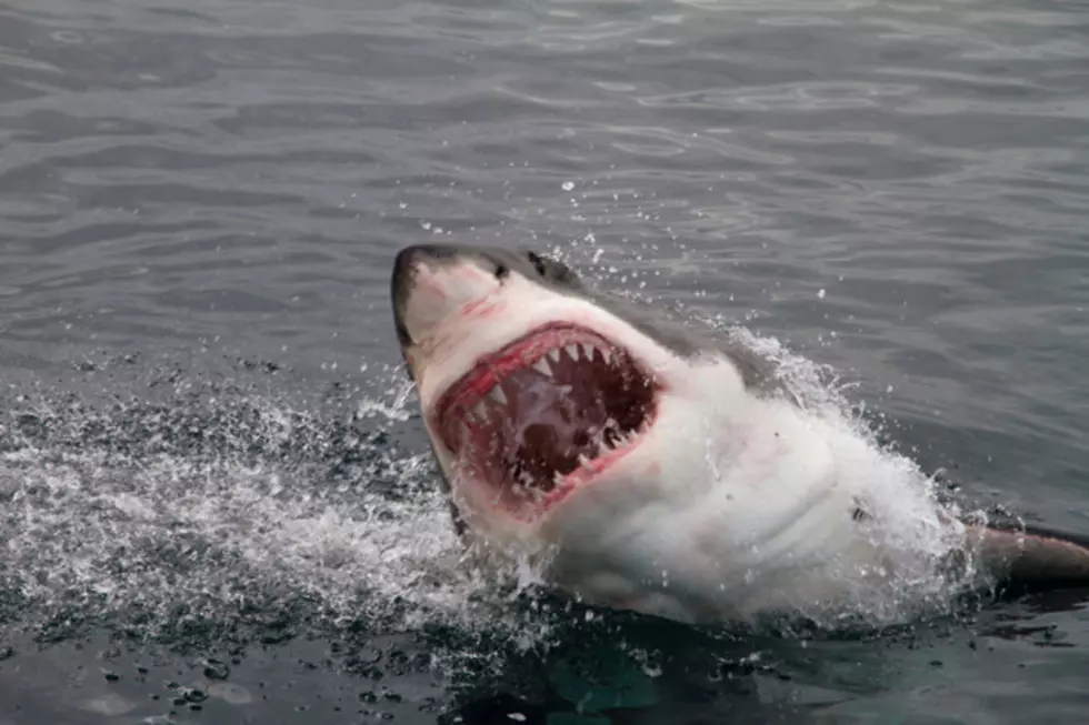 Surfer Fends Off Shark During Televised Competition [VIDEO]