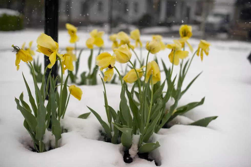 Spring Is Here But Snow May Be On The Way
