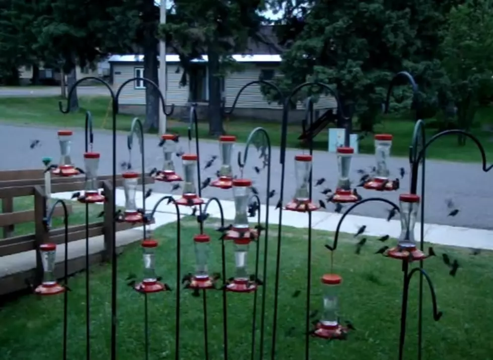 Michigan Man Goes Viral Feeding Birds And Now I’m Really Excited About Our New Bird-Feeder