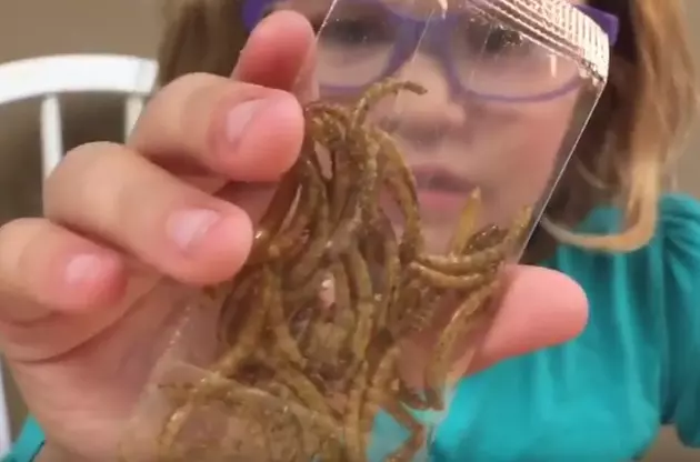 Lansing-Area 2nd Grader Eats Bugs, Gives Reviews