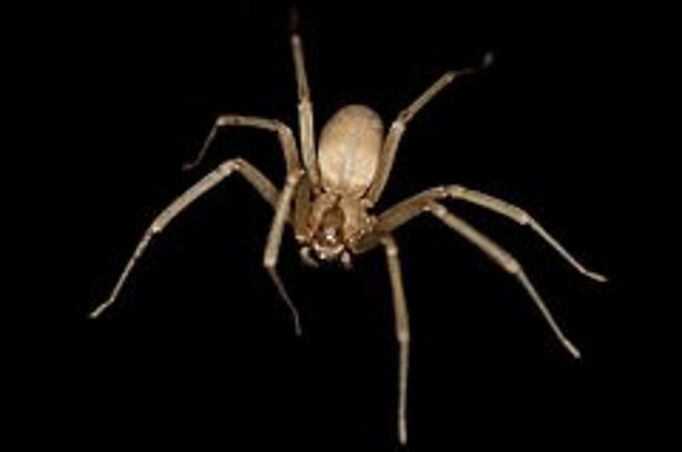 Brown Recluse Spiders Sighted Again In Mid-Michigan