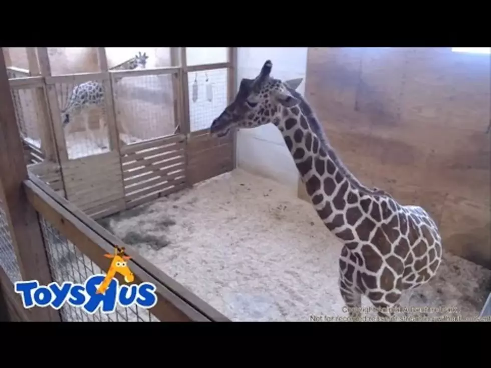 April the Giraffe Had Her Baby and It’s A…