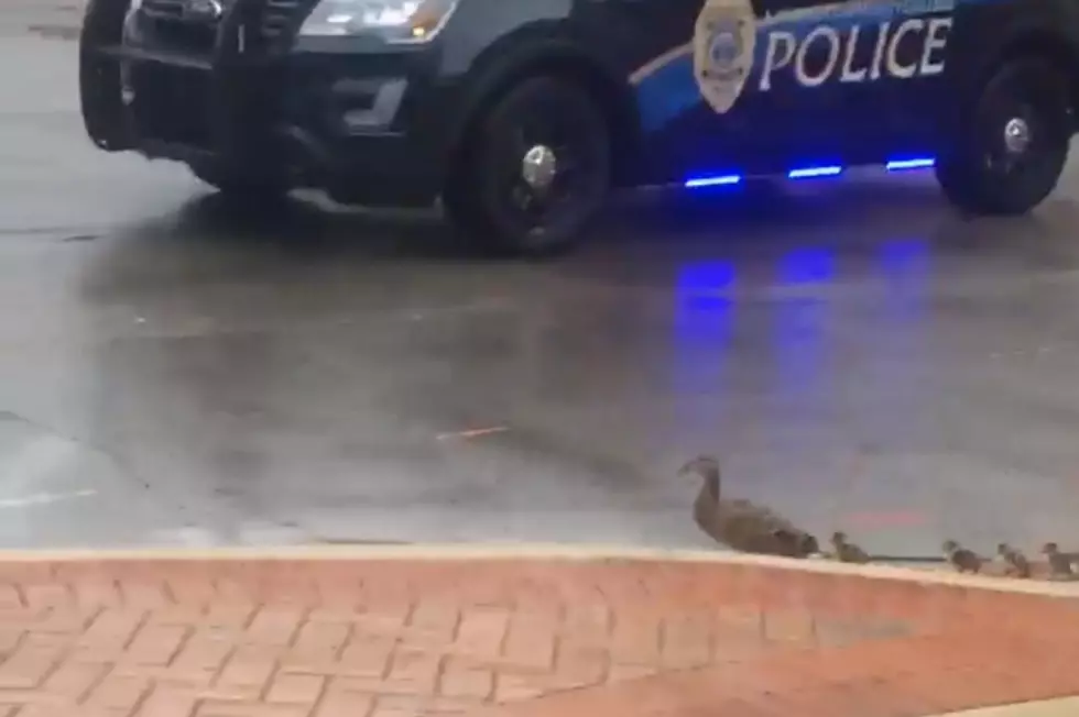 VIDEO: Lansing Police Escorting Ducks Through Town Is What You Need to Top Off Your Friday Awesomeness