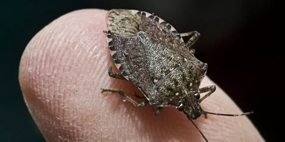 Stink Bugs Are Back….If You Have Them MSU Wants to Know