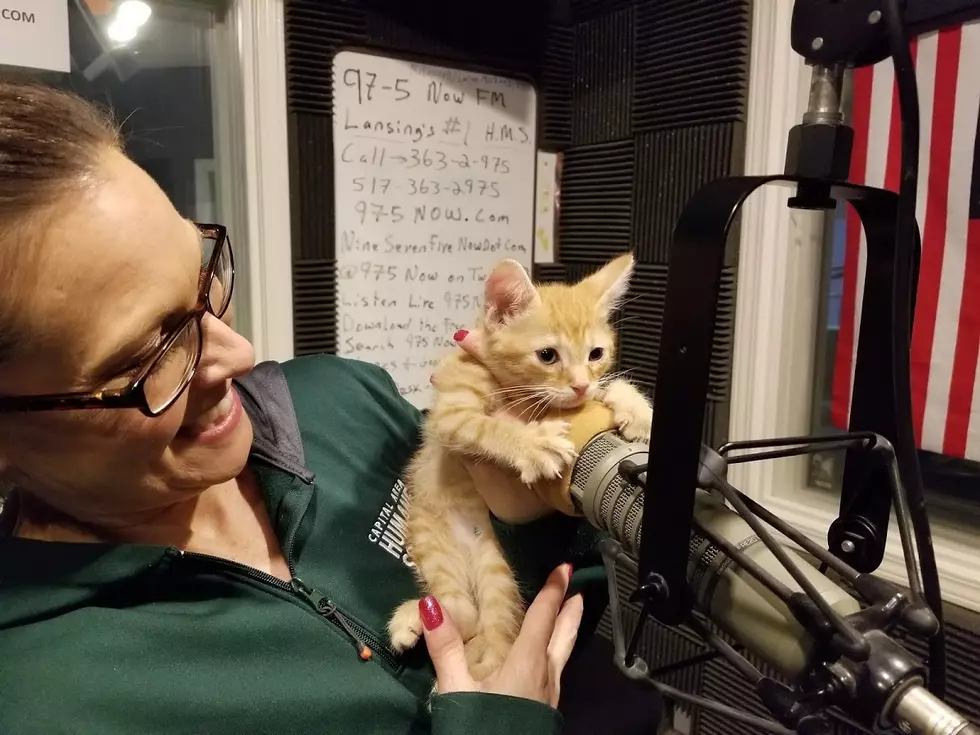 VIDEO: Capital Area Humane Society – Adopt This Kitty!